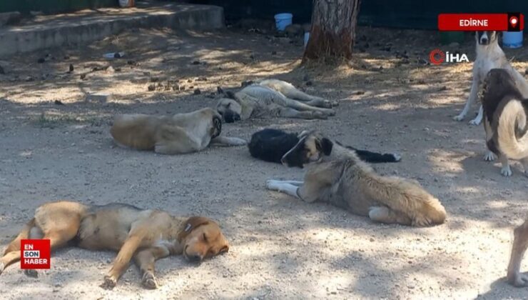 Edirne’de başıboş 8 köpek, köpeğini gezdiren vatandaşa saldırdı