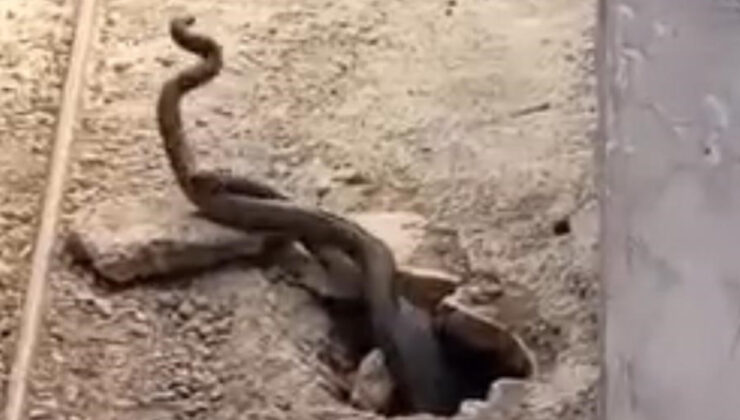 Elazığ’da konutun içinden 2 metrelik yılanlar çıktı