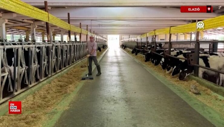 Elazığ’da sığırlarda göğüs iltihabını önleyen aygıt geliştirdiler