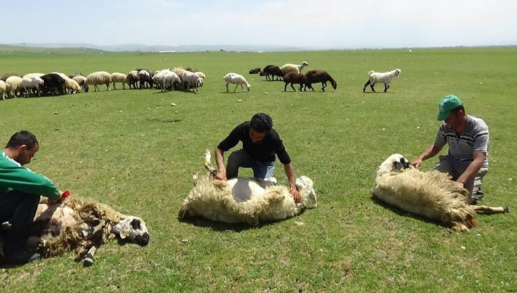 Erzincan yaylalarında koyun kırkma dönemi başladı