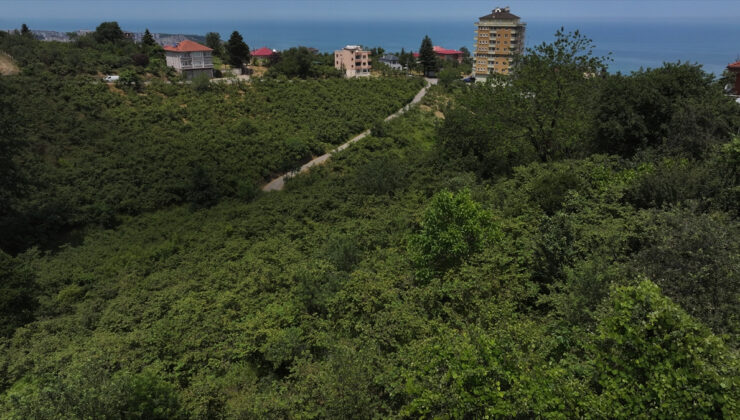 Fındık mevsimi geldi: Hasat öncesi ‘kritik hazırlıklar’ ağırlaştı