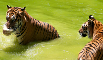 Gaziantep Hayvanat Bahçesi’nde hayvanlara buzlu kokteyl