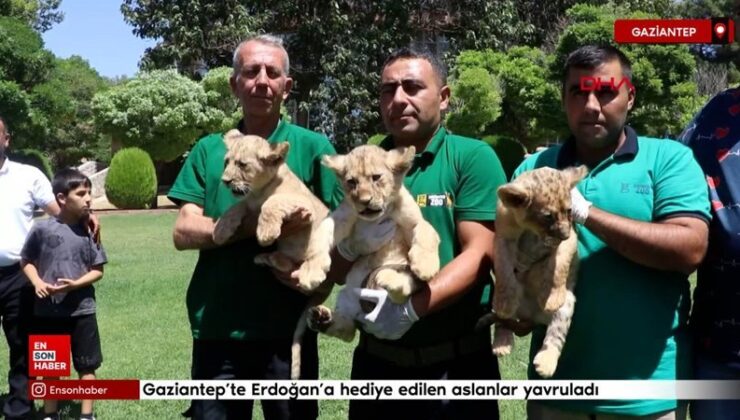 Gaziantep’te Cumhurbaşkanı Erdoğan’a armağan edilen aslanların 3 yavrusu doğdu