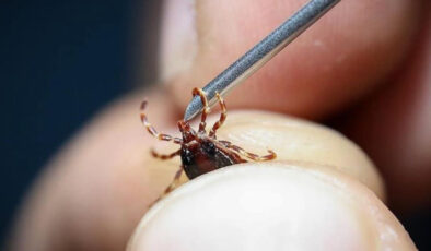 Global ısınma kene, yılan ve akrep üzere canlıların yayılımını artırıyor