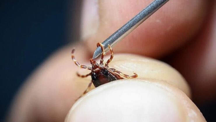 Global ısınma kene, yılan ve akrep üzere canlıların yayılımını artırıyor