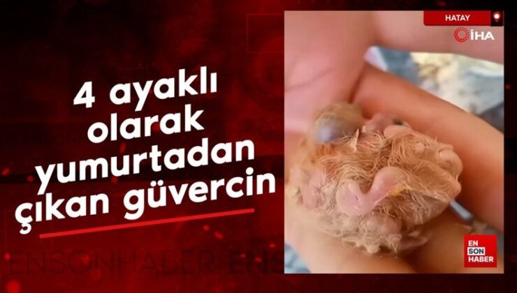 Hatay’da 4 ayaklı olarak yumurtadan çıkan güvercin