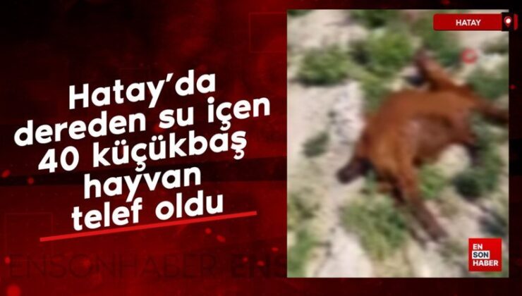 Hatay’da dereden su içen 40 küçükbaş hayvan telef oldu