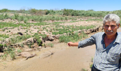 Hatay’da dereden su içen 40 küçükbaş telef oldu