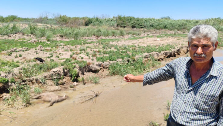 Hatay’da dereden su içen 40 küçükbaş telef oldu