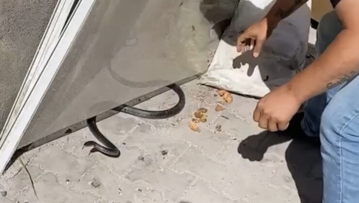 Hatay’da meskene giren yılanı yakalamak isterken parmağını kaptırdı