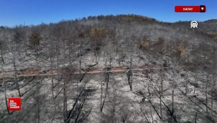 Hatay’da orman yangınında ziyan gören alanlar havadan görüntülendi