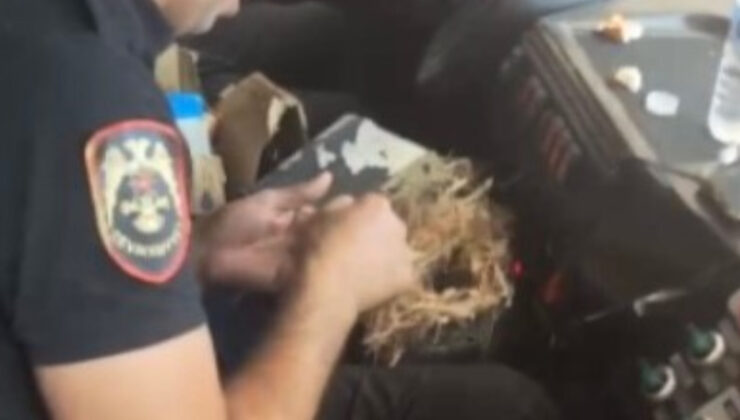 Hatay’da yangının ortasında kuş yuvasını kurtardılar