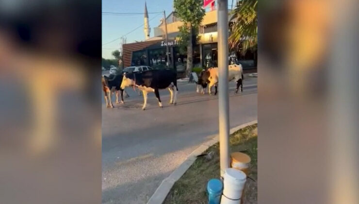 İstanbul Şile’de büyükbaş hayvanlar ortalığı karıştırdı