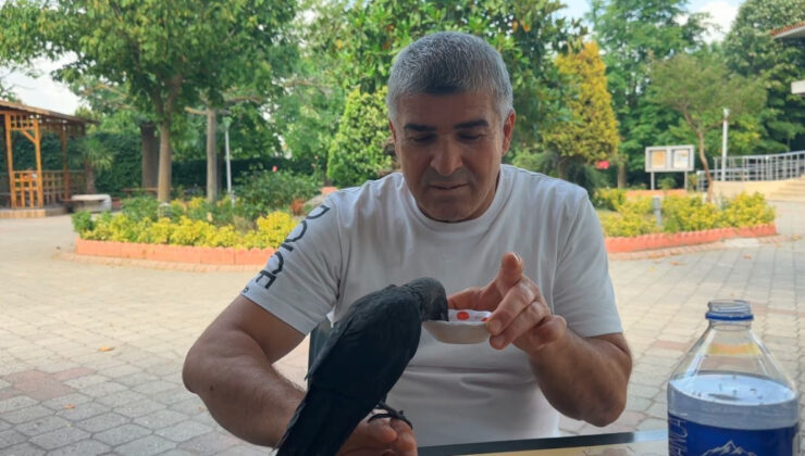 İstanbul’da aç kargayı elleriyle besledi