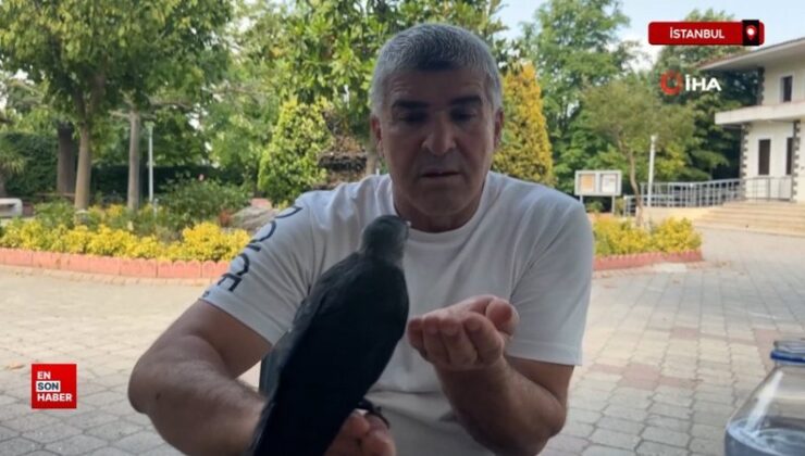 İstanbul’da aç ve susuz kalan yavru kargayı elleriyle besledi