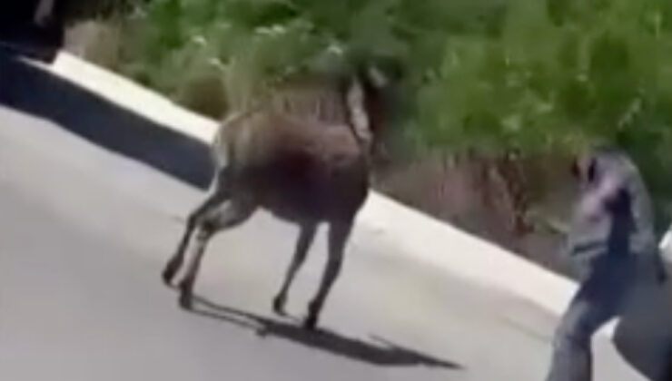 İstanbul’da başıboş eşek vatandaşları kovaladı