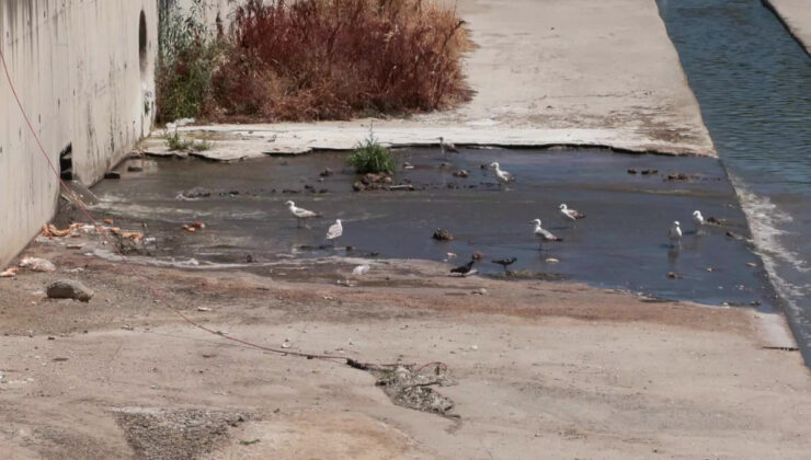 İstanbul’da dereden gelen kokuya mahalleli isyan etti