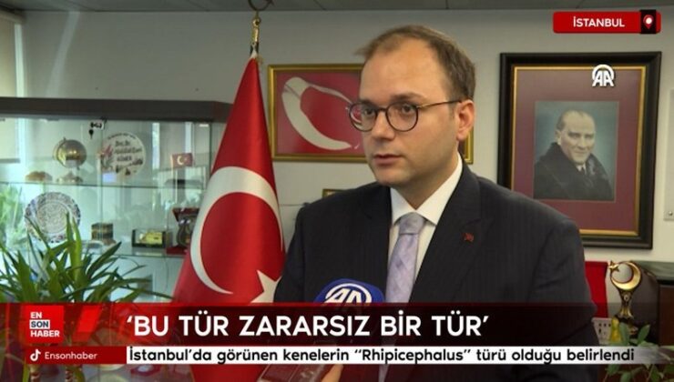 İstanbul’da görünen kenelerin “Rhipicephalus” tipi olduğu belirlendi