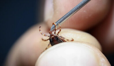 İstanbul’daki kenelerin zararsız cins olduğu tespit edildi