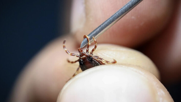 İstanbul’daki kenelerin zararsız cins olduğu tespit edildi