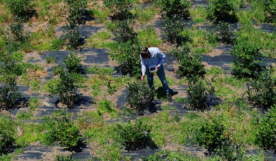 İstanbul’dan Trabzon’a döndü, dededen kalan yerde maviyemiş yetiştiriyor