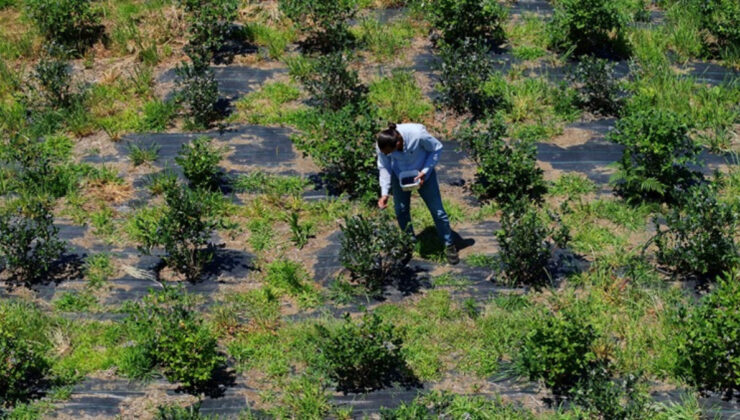 İstanbul’dan Trabzon’a döndü, dededen kalan yerde maviyemiş yetiştiriyor