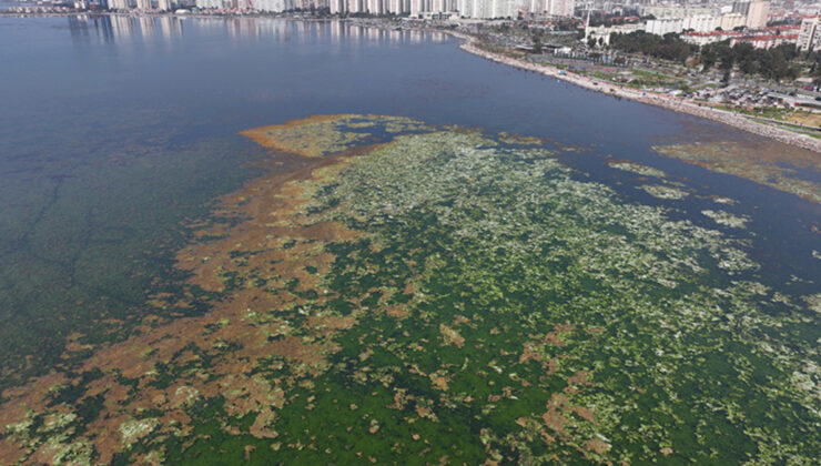 İzmir Körfezi’ndeki çok kirlilik alarmı sürüyor