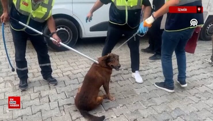 İzmir’de yangında meskende mahsur kalan 25 kedi ile 10 köpek kurtarıldı