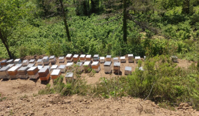 Kastamonu’da 56 arı kovanı zehirlendi: 1 milyona yakın arı telef oldu