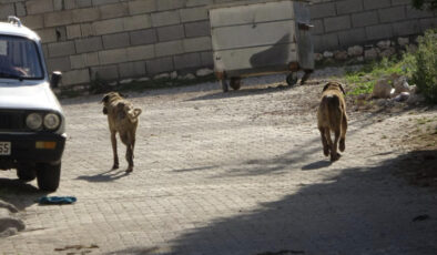 Kastamonu’da başıboş köpekler 22 tavuğu telef etti