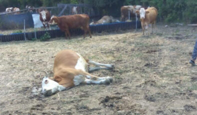 Kastamonu’da dereden su içen büyükbaş hayvanlar telef oldu