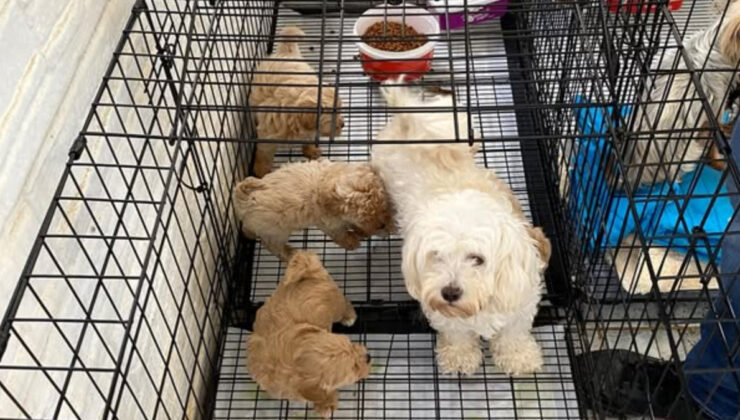 Kırklareli’de kaçak hayvan üretimine 105 bin lira ceza