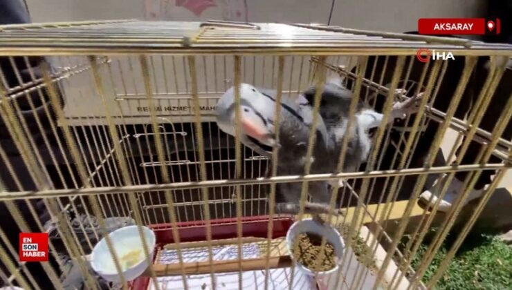 Kırmızı listedeki Afrika Papağanı Aksaray’da yakalandı