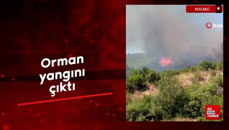 Kocaeli’de orman yangını çıktı