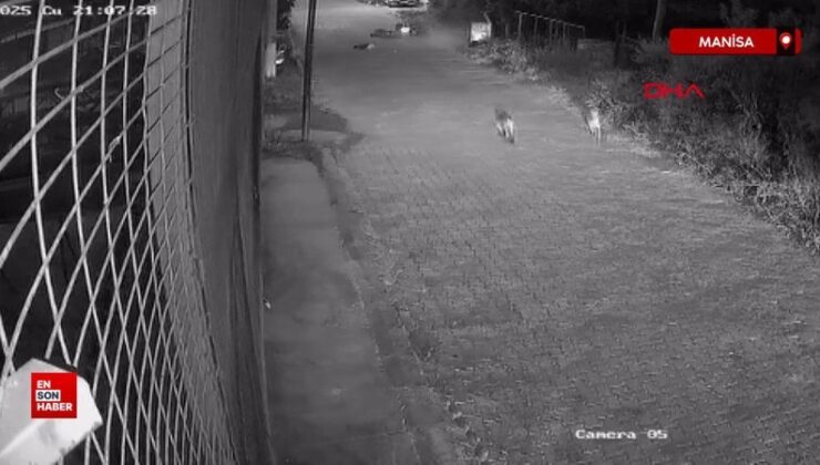 Manisa’da motosikletiyle köpeğe çarpan şoför 10 gün sonra öldü