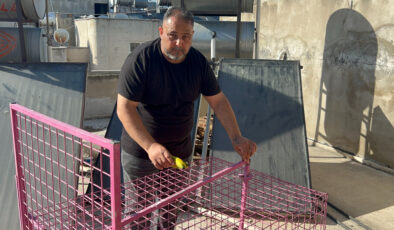 Mersin’de çatılara kurulan kafes de işe yaramadı: Firari maymun hala yakalanamadı