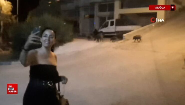 Muğla’da domuzlarla selfie modası