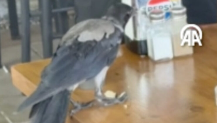 Muğla’daki sıcaktan etkilenen karga, bir kafeye sığındı