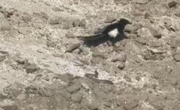 Nevşehir’de yılanın karga ve kartalla çabası