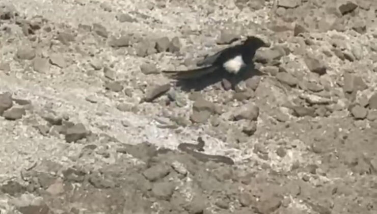 Nevşehir’de yılanın karga ve kartalla çabası