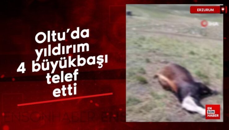 Oltu’da yıldırım 4 büyükbaşı telef etti