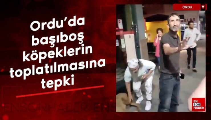 Ordu’da başıboş köpeklerin toplatılmasına reaksiyon