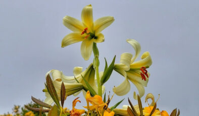 Ordu’ya mahsus çiçeği koparmanın cezası 240 bin lirayı aşıyor