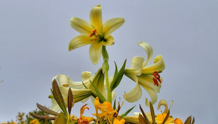 Ordu’ya mahsus çiçeği koparmanın cezası 240 bin lirayı aşıyor