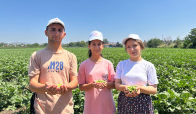Osmaniye’de bamya hasadı başladı