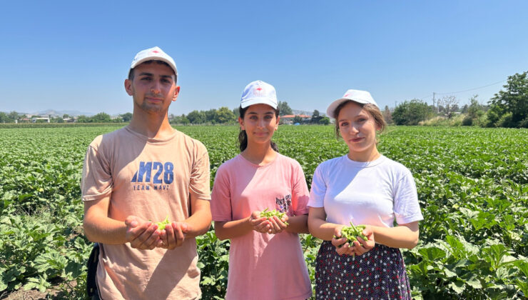 Osmaniye’de bamya hasadı başladı