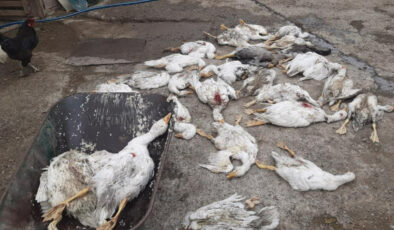 Samsun’da şimdi belirlenemeyen bir nedenle 26 kaz telef oldu