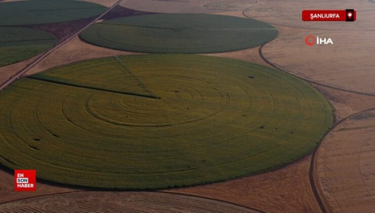 Şanlıurfa’da sarıya boyanan topraklar yeni evlenen çiftlerin akınına uğruyor