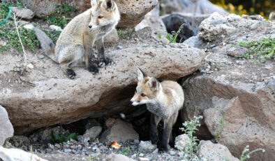 Sarıkamış’ın Sarıçam Ormanları’nda tilki yavruları görüntülendi