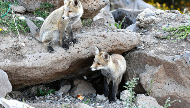 Sarıkamış’ın Sarıçam Ormanları’nda tilki yavruları görüntülendi